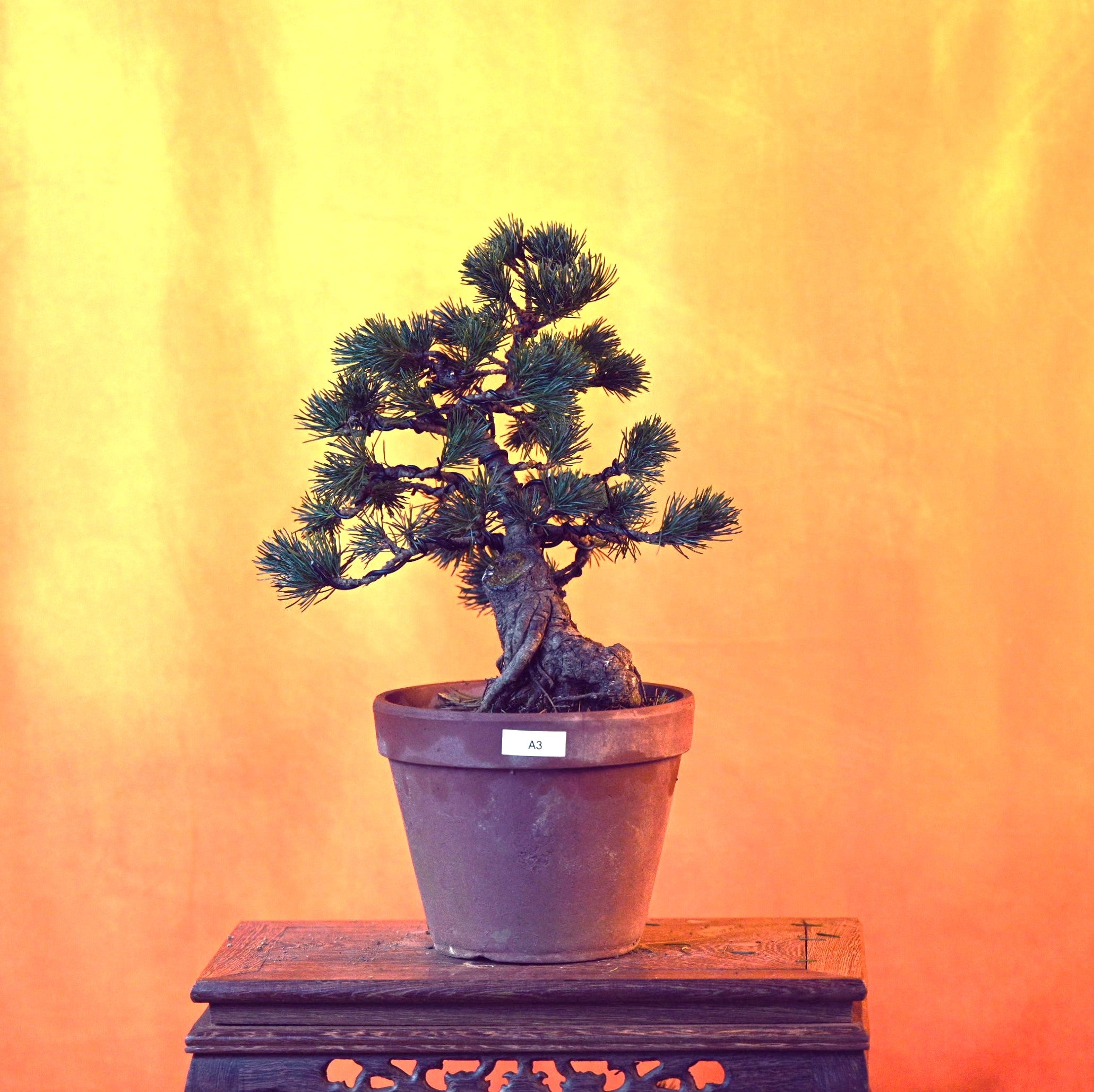 live-japanese-white-pine-five-needle-with-decorative-container-same