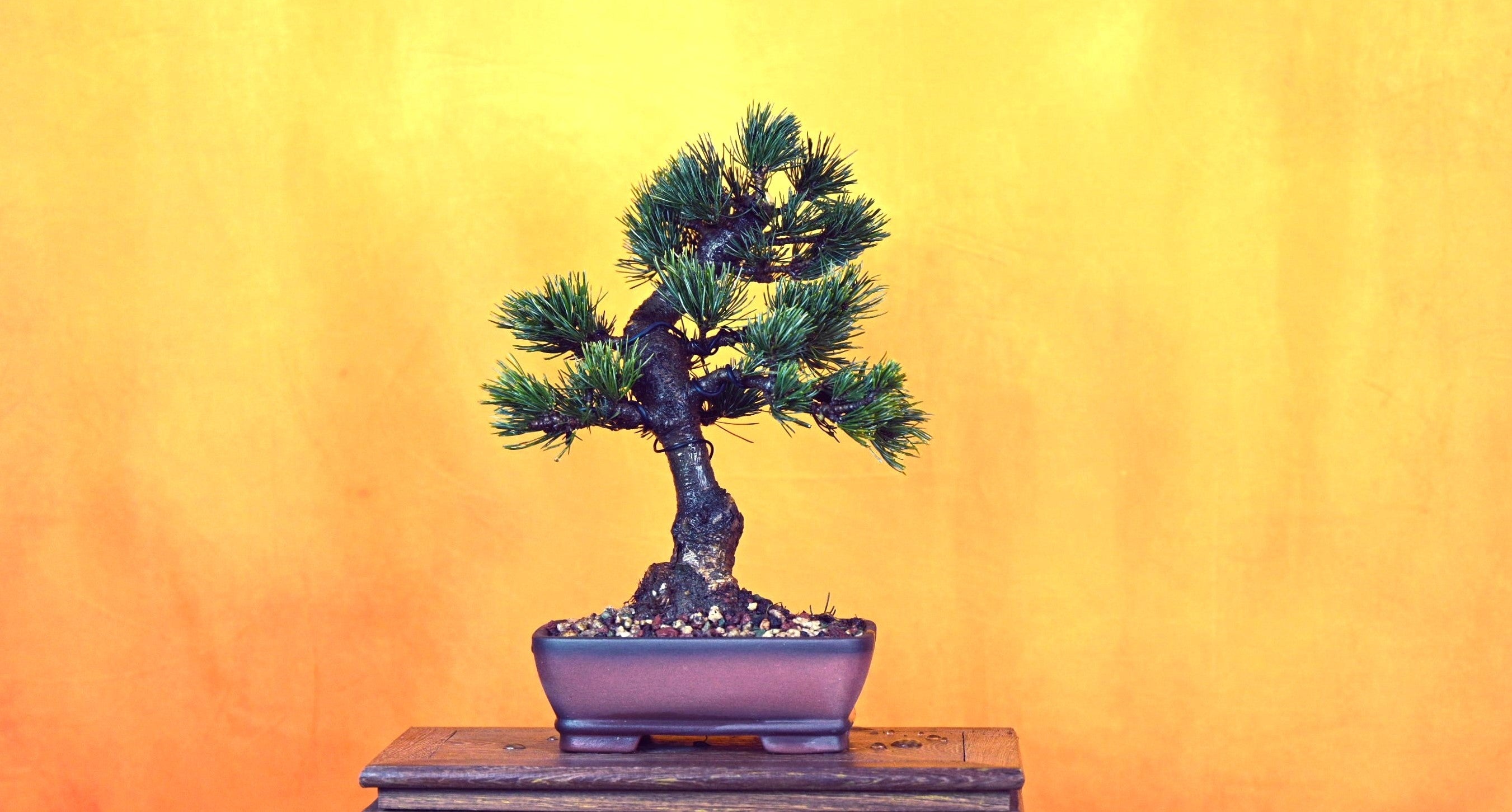 White Pine – Zenguan Bonsai