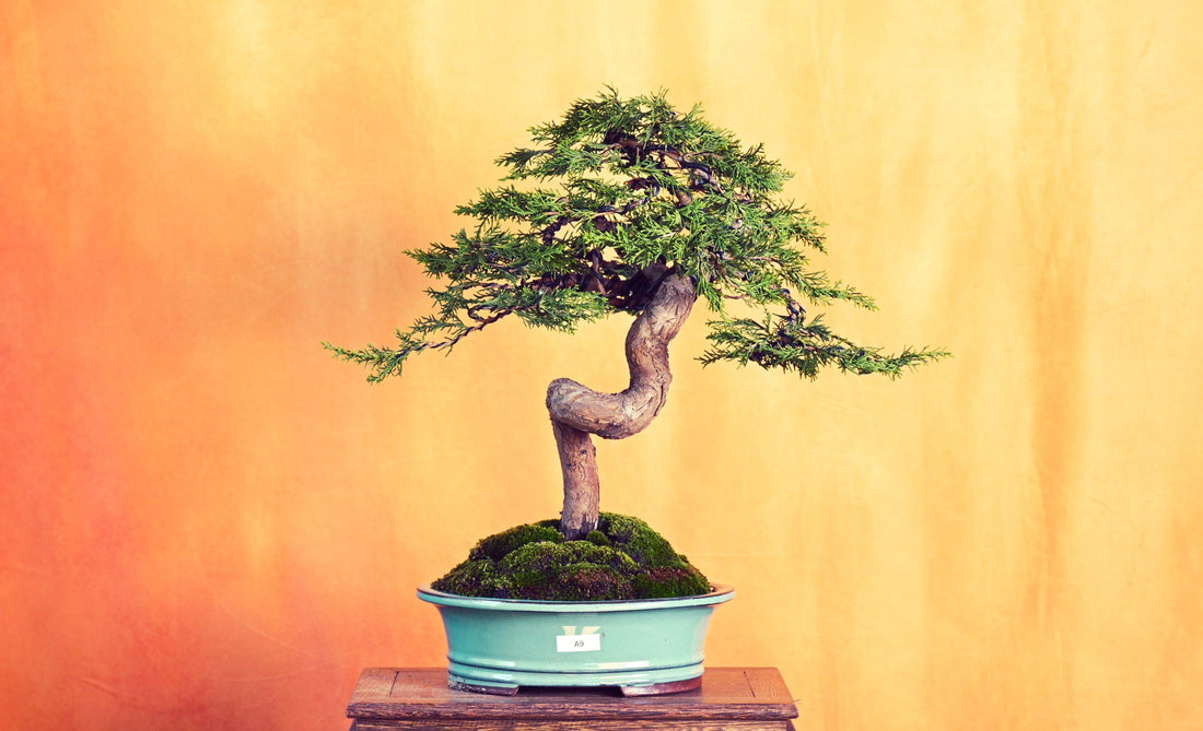 Shimpaku Junipers