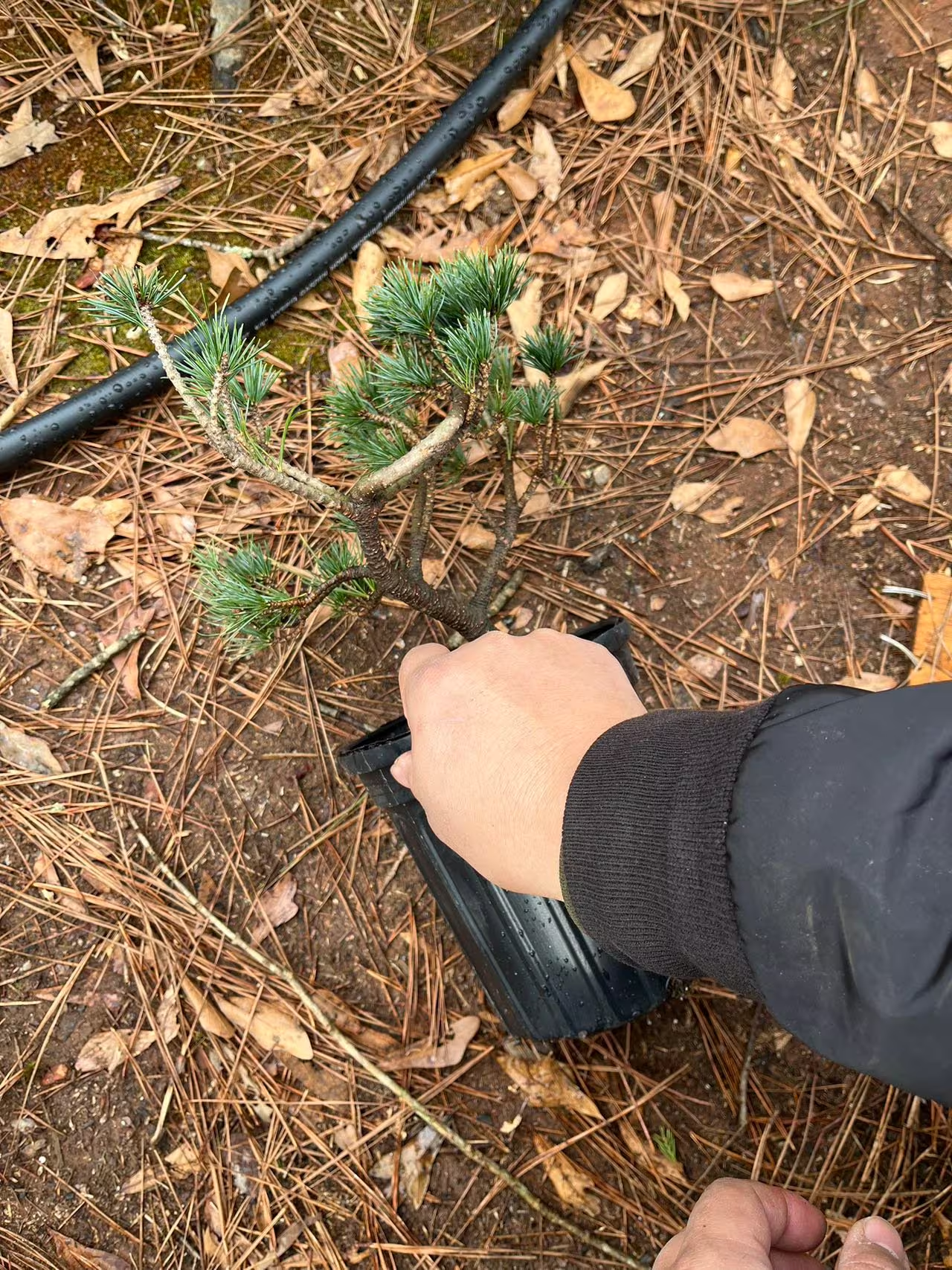 Live Pre-Bonsai White Pine (trained); with nutrition soil