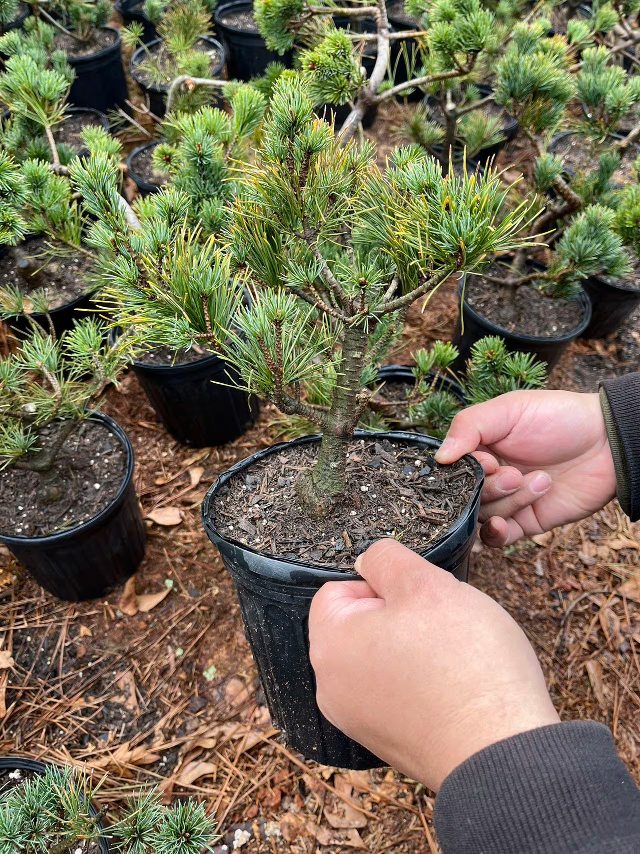 Live Pre-Bonsai White Pine (un-trained); with nutrition soil