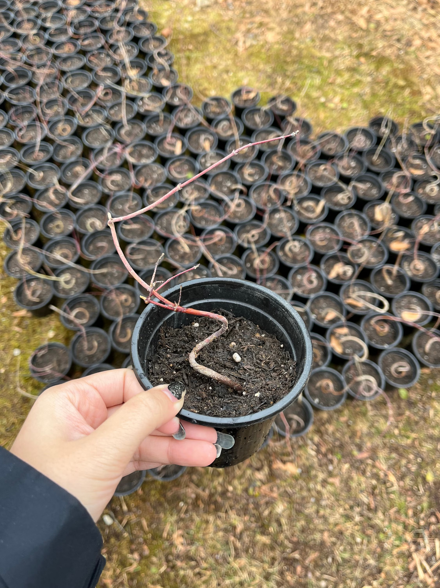 Live Acer Palmatum Seedlings; with nutrition soil