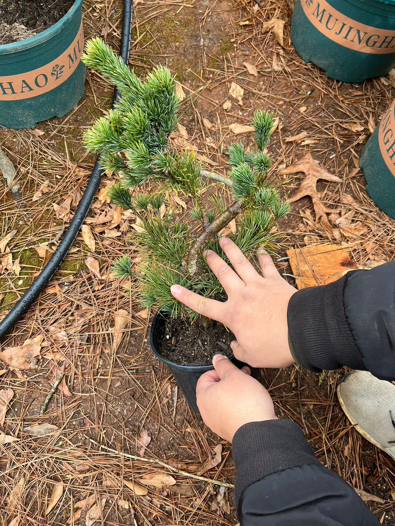 Live Pre-Bonsai White Pine (trained); with nutrition soil