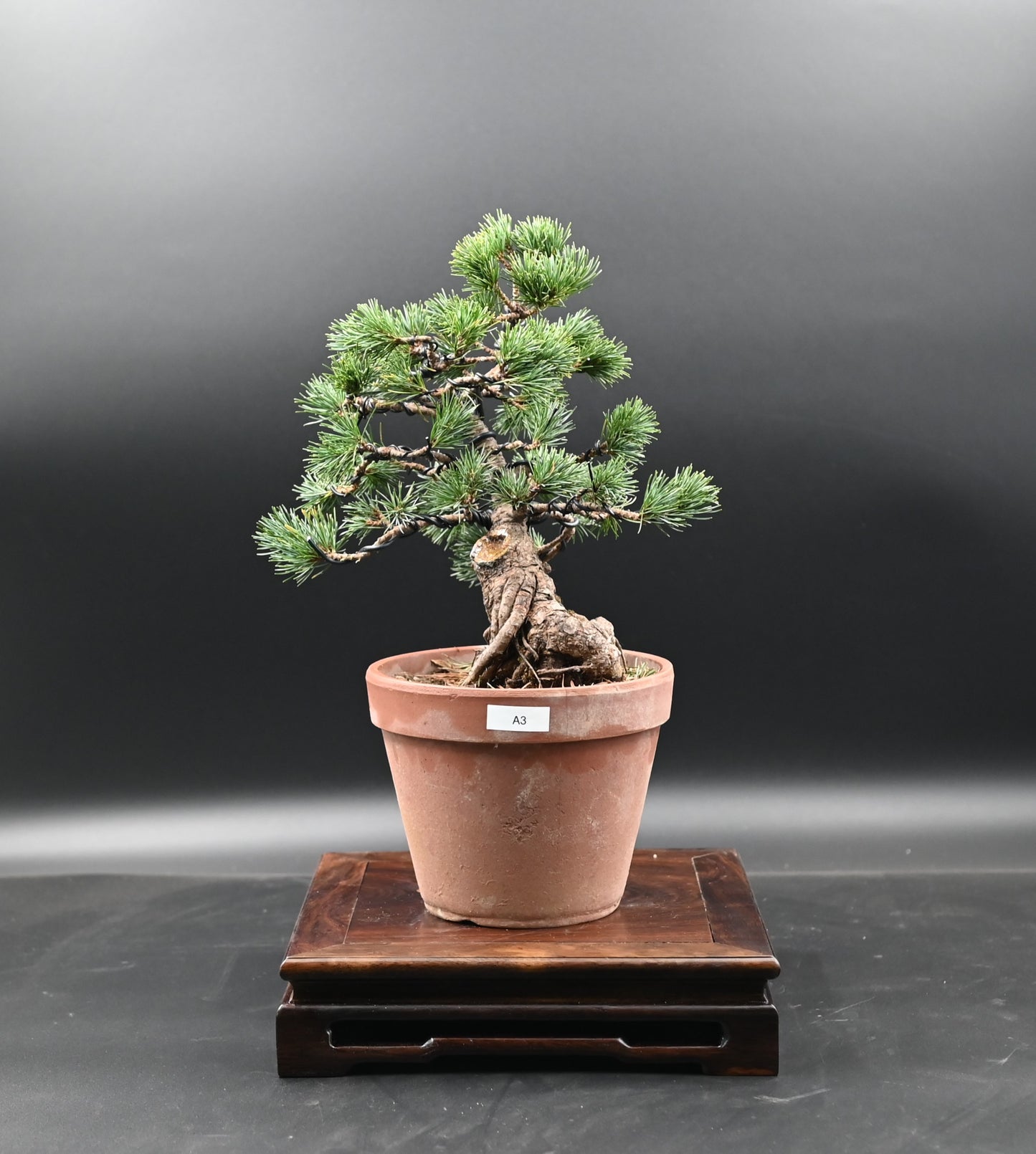 Live Japanese White Pine "Five Needle" with Decorative Container same as picture; with nutrition soil