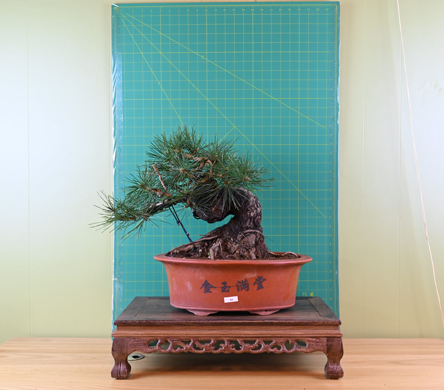 Live Black Pine Outdoor Bonsai Tree; with Decorative Container same as picture; with nutrition soil