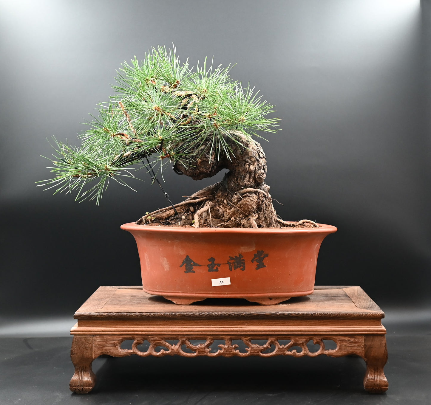 Live Black Pine Outdoor Bonsai Tree; with Decorative Container same as picture; with nutrition soil