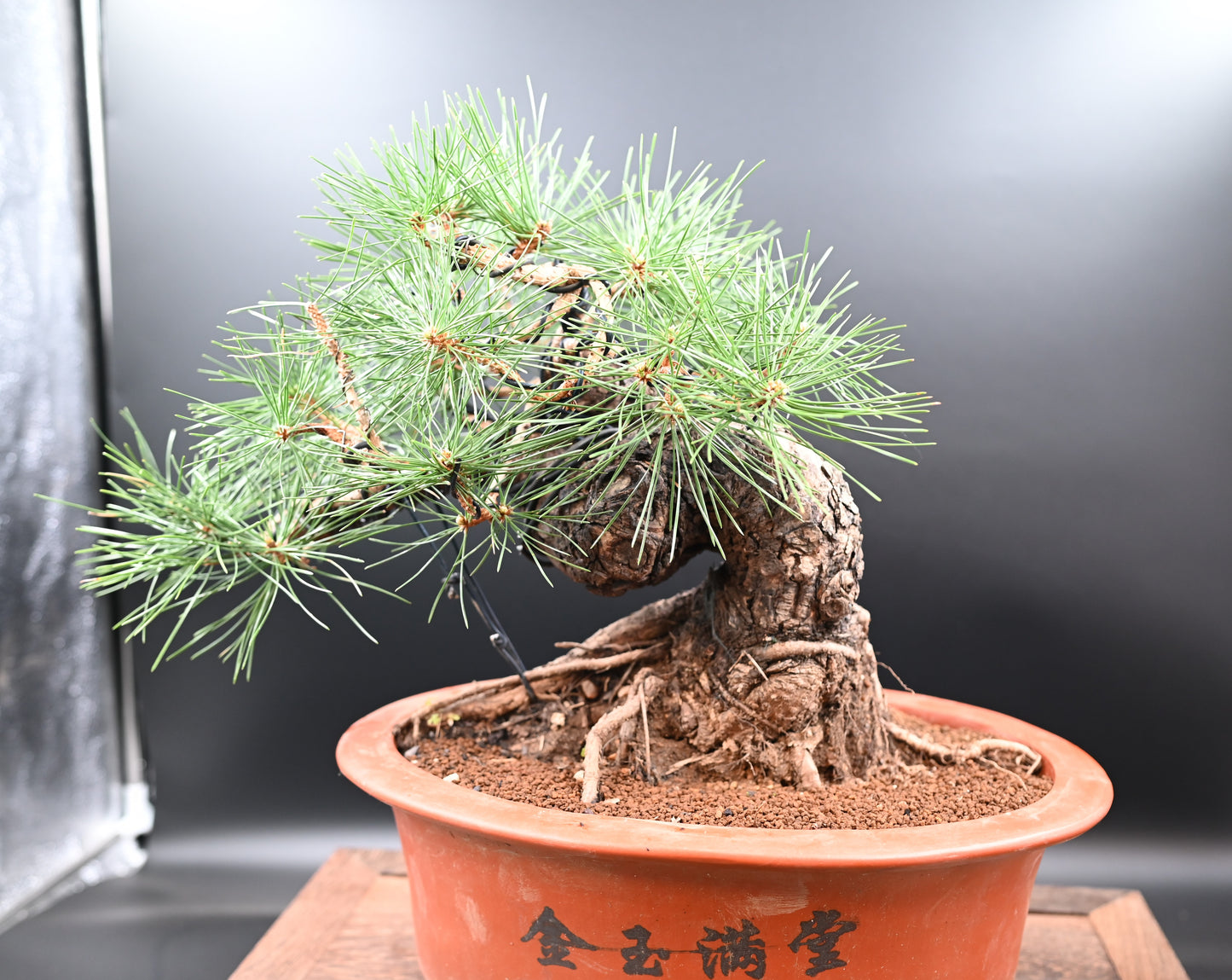 Live Black Pine Outdoor Bonsai Tree; with Decorative Container same as picture; with nutrition soil