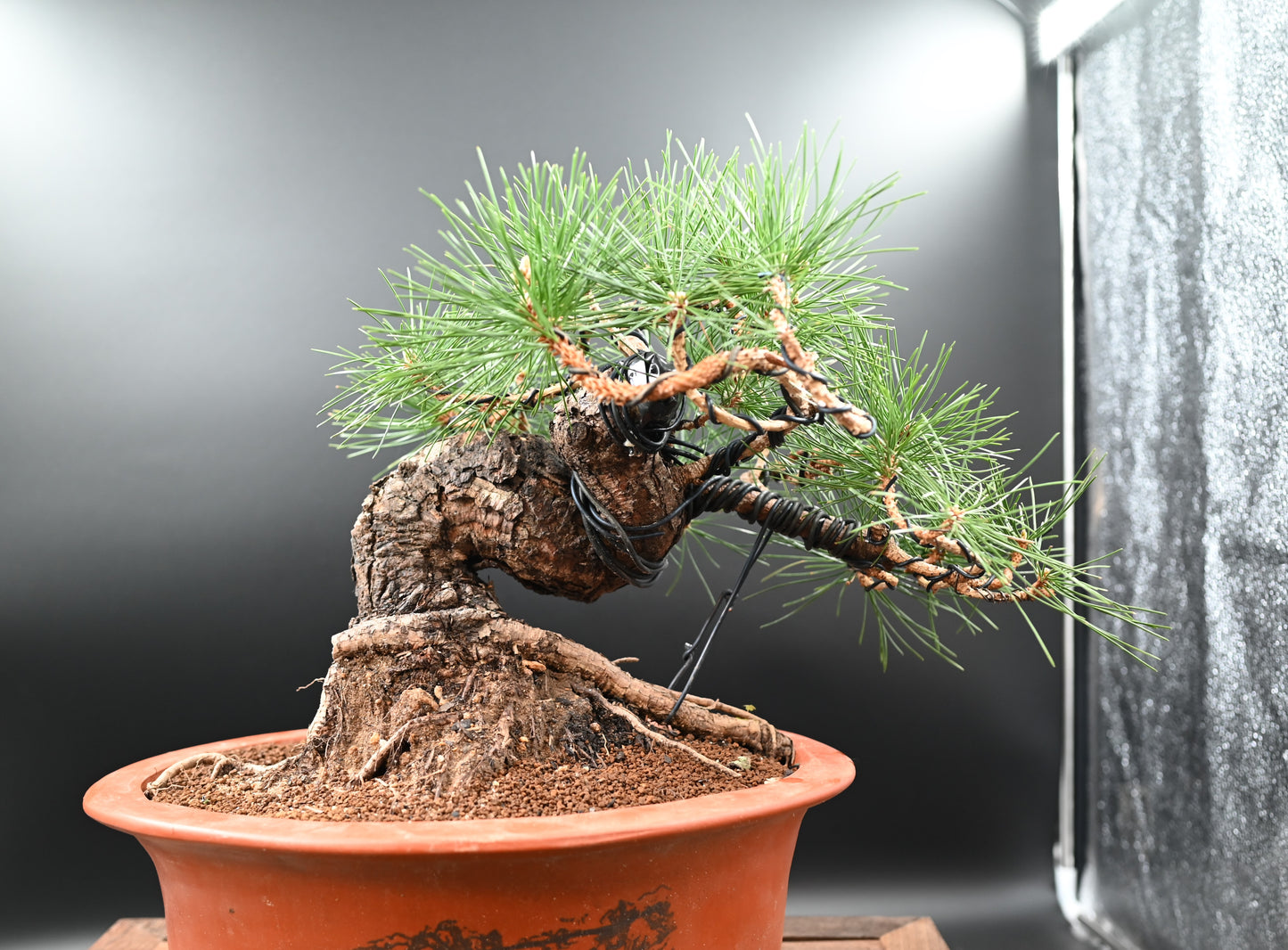 Live Black Pine Outdoor Bonsai Tree; with Decorative Container same as picture; with nutrition soil