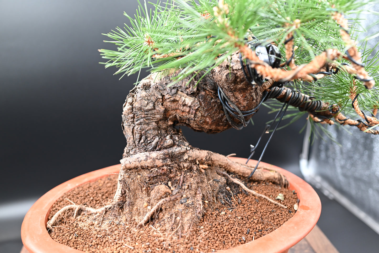 Live Black Pine Outdoor Bonsai Tree; with Decorative Container same as picture; with nutrition soil