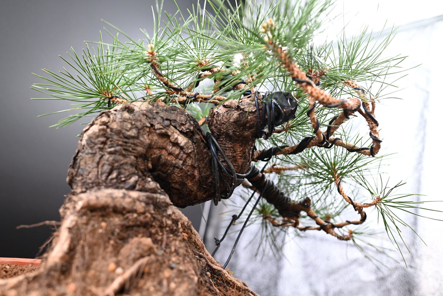 Live Black Pine Outdoor Bonsai Tree; with Decorative Container same as picture; with nutrition soil