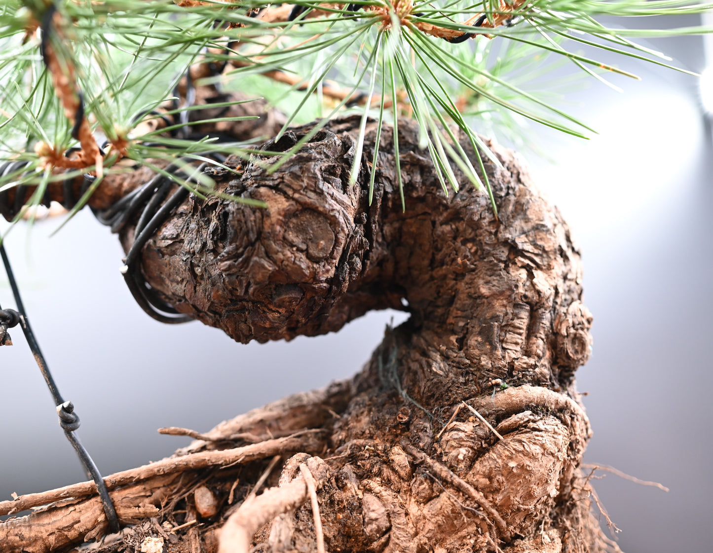 Live Black Pine Outdoor Bonsai Tree; with Decorative Container same as picture; with nutrition soil