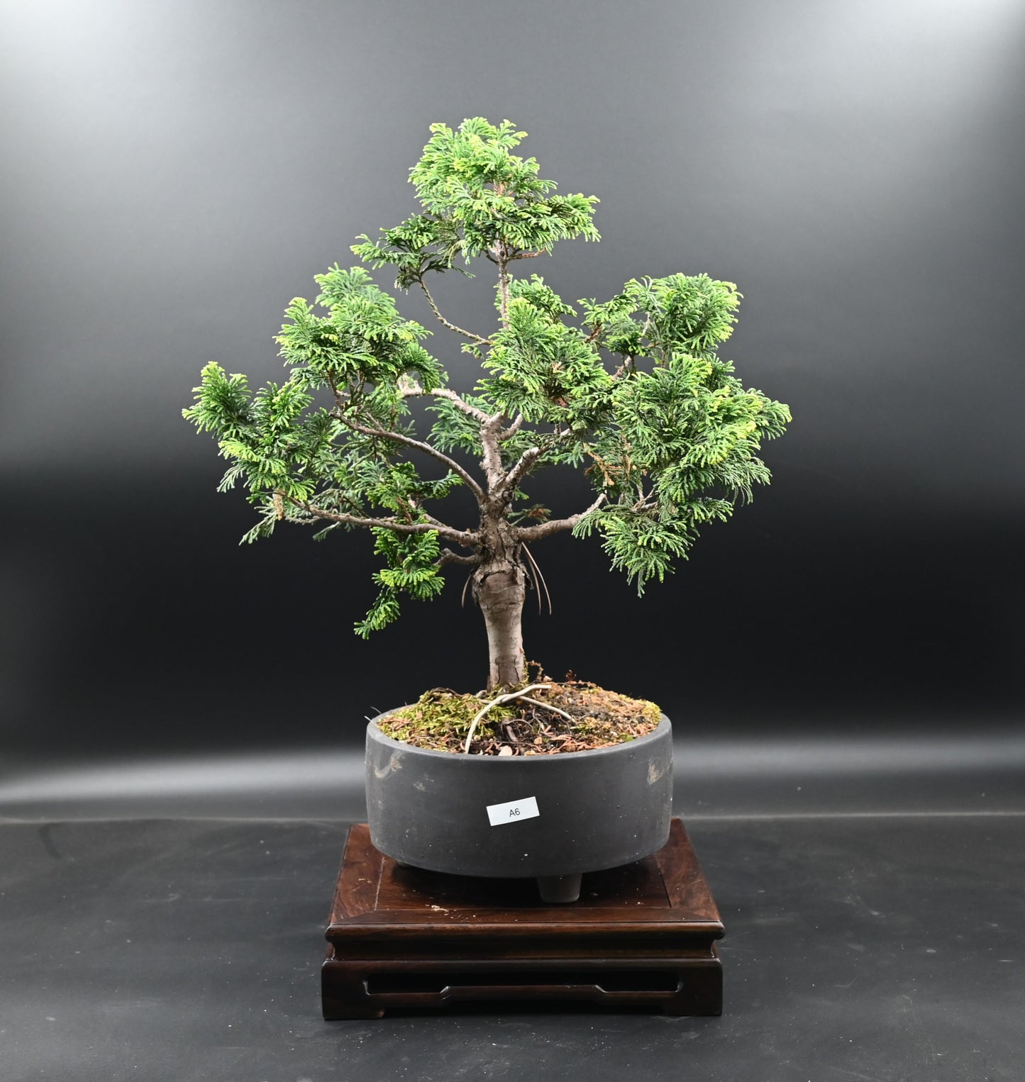 Live Platycladus Orientalis Outdoor Bonsai Tree; with Decorative Container same as picture; with nutrition soil