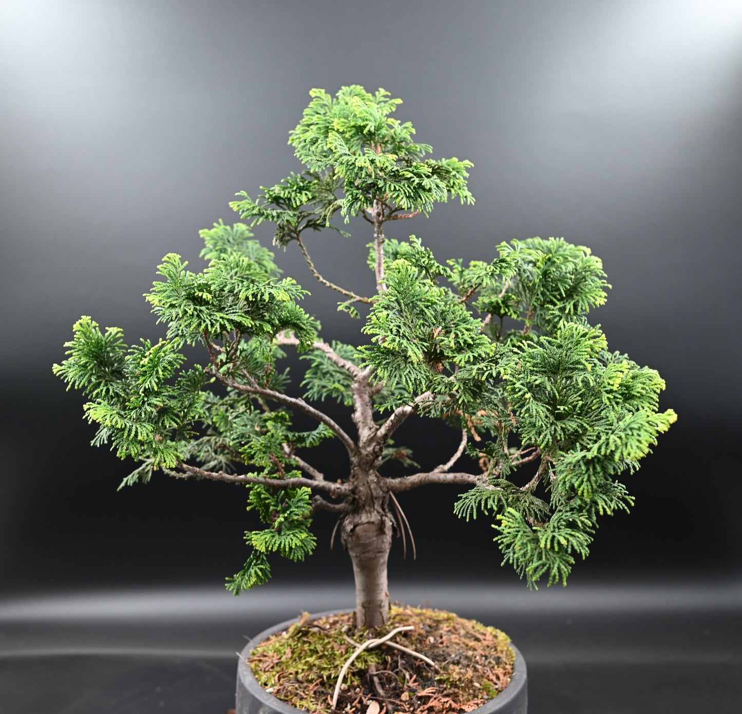 Live Platycladus Orientalis Outdoor Bonsai Tree; with Decorative Container same as picture; with nutrition soil