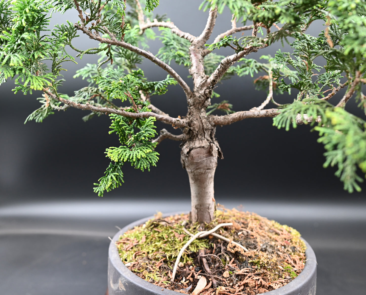 Live Platycladus Orientalis Outdoor Bonsai Tree; with Decorative Container same as picture; with nutrition soil