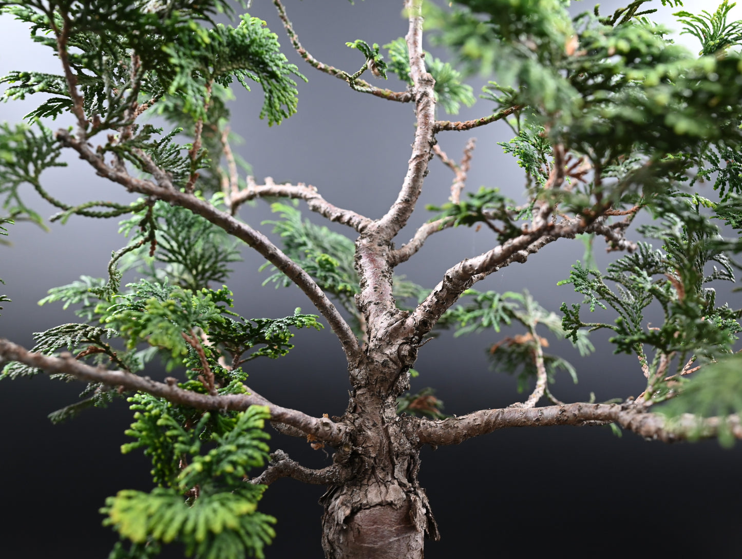 Live Platycladus Orientalis Outdoor Bonsai Tree; with Decorative Conta ...