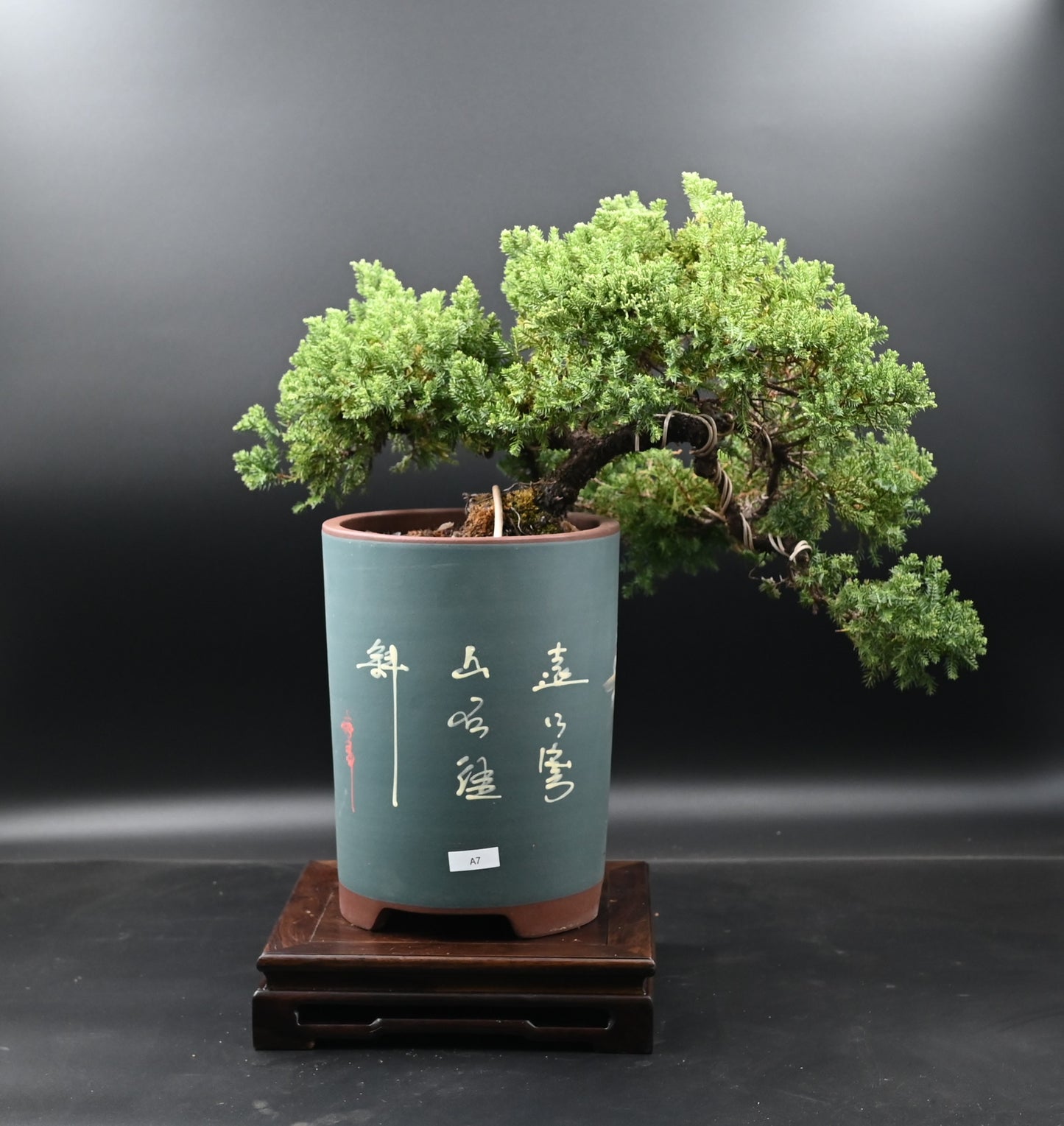 Live New Zealand Juniper Outdoor Bonsai Tree; with Decorative Container same as picture; with nutrition soil