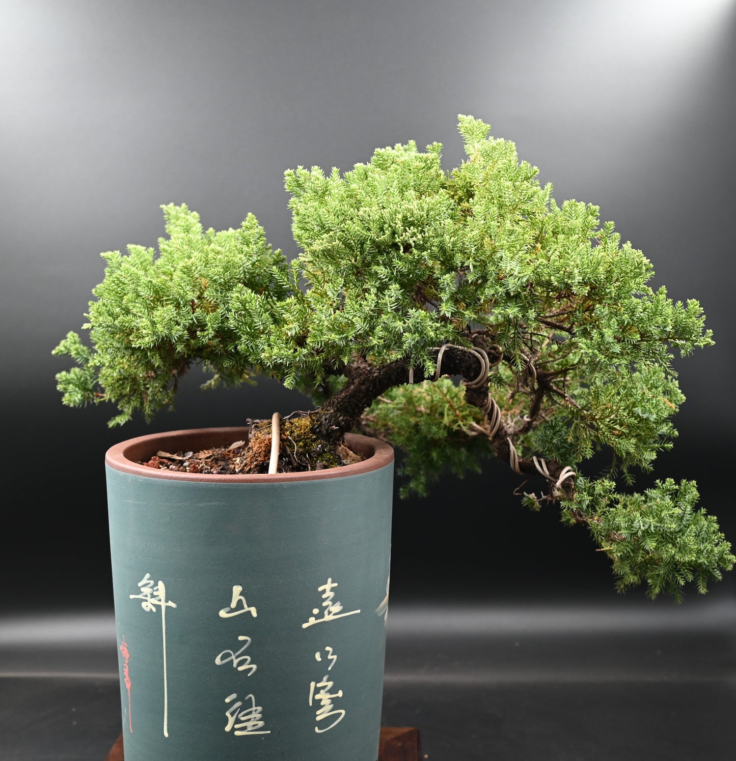 Live New Zealand Juniper Outdoor Bonsai Tree; with Decorative Container same as picture; with nutrition soil