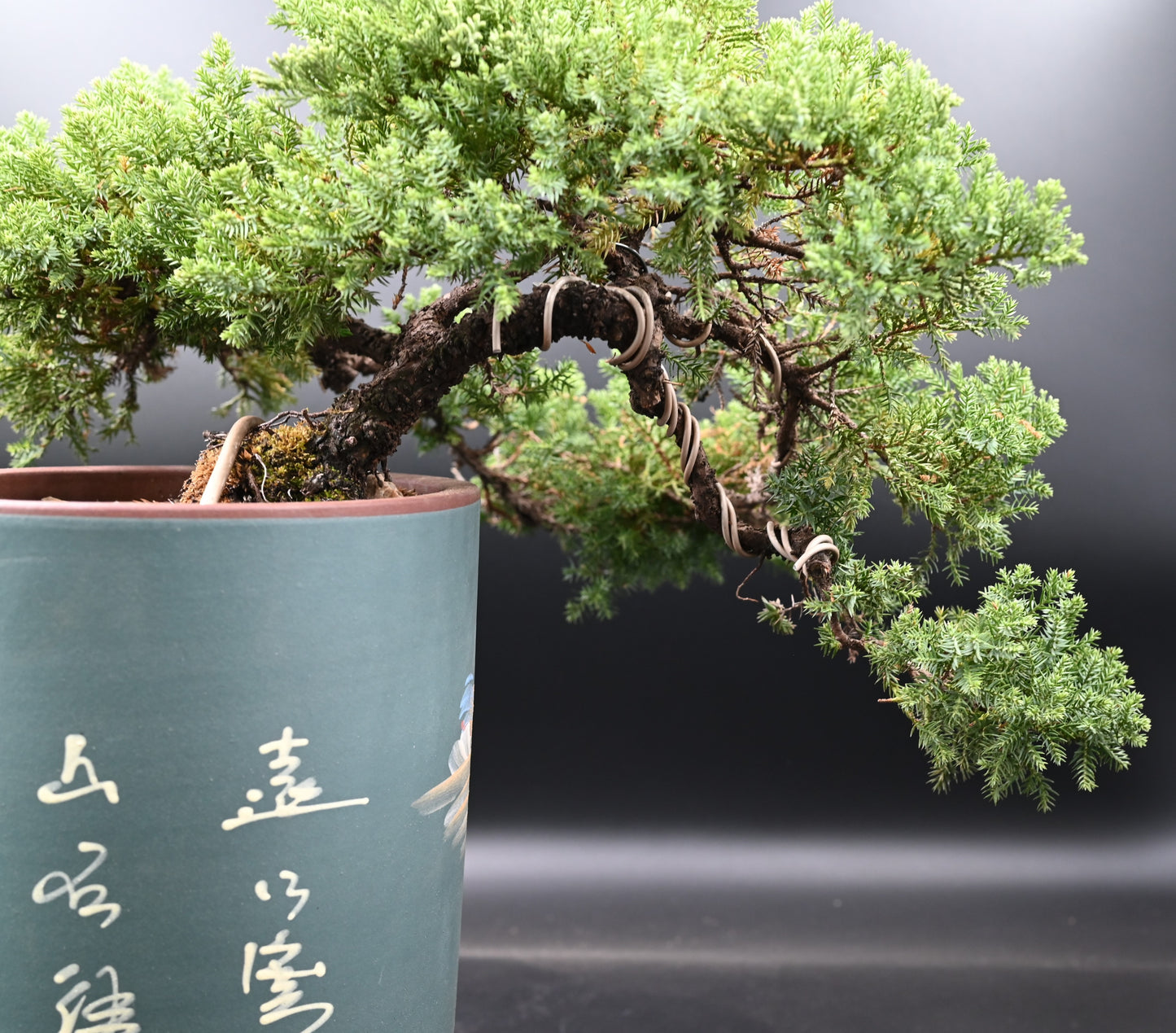 Live New Zealand Juniper Outdoor Bonsai Tree; with Decorative Container same as picture; with nutrition soil