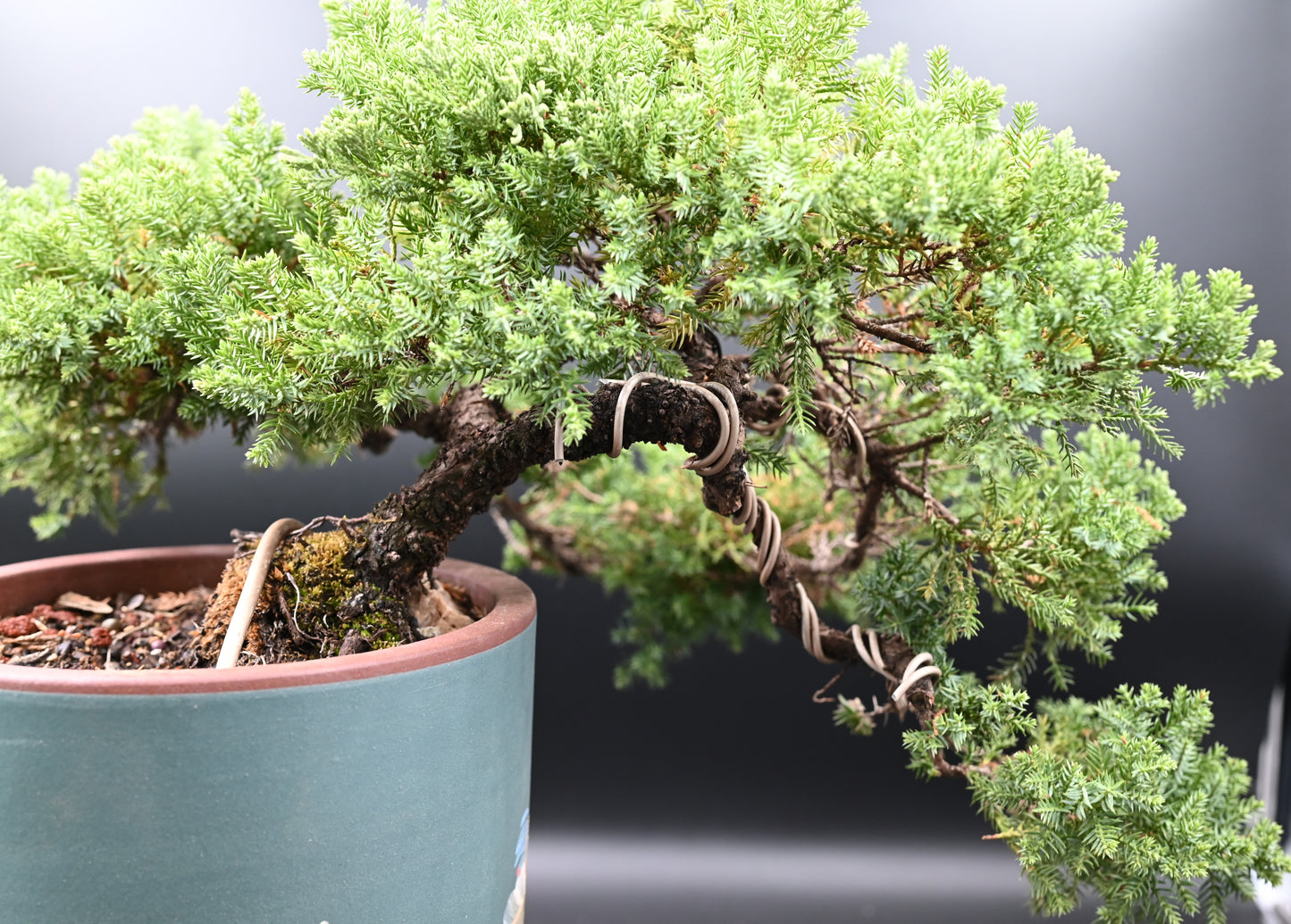 Live New Zealand Juniper Outdoor Bonsai Tree; with Decorative Container same as picture; with nutrition soil