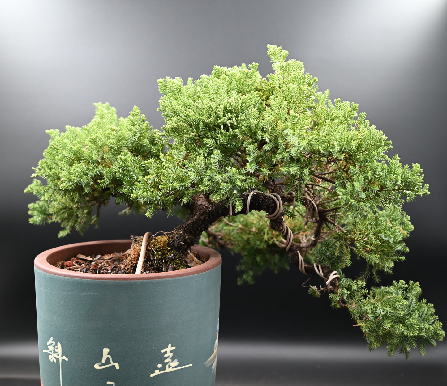 Live New Zealand Juniper Outdoor Bonsai Tree; with Decorative Container same as picture; with nutrition soil