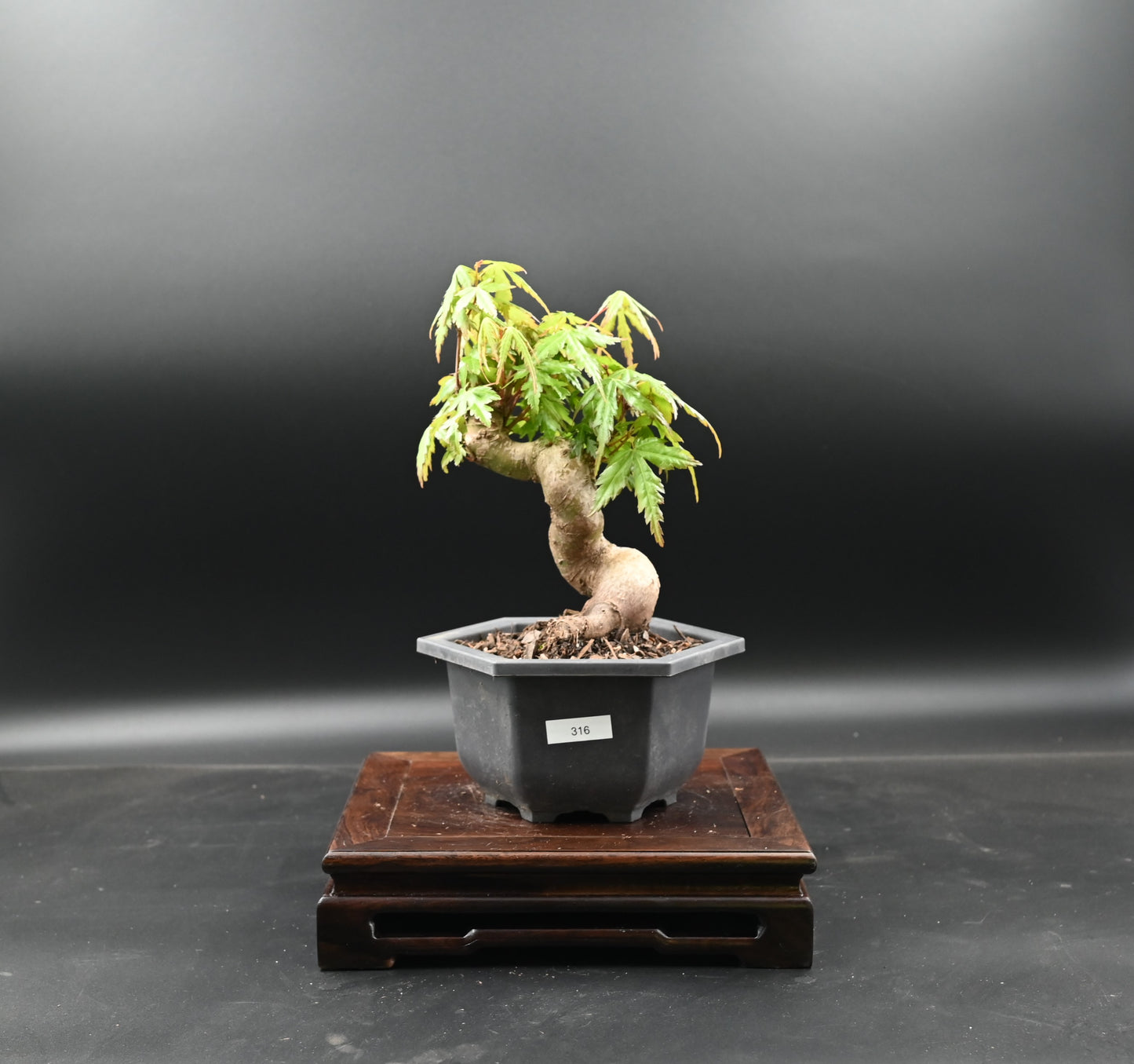 Live Acer Palmatum Outdoor Bonsai Tree; with Decorative Container same as picture