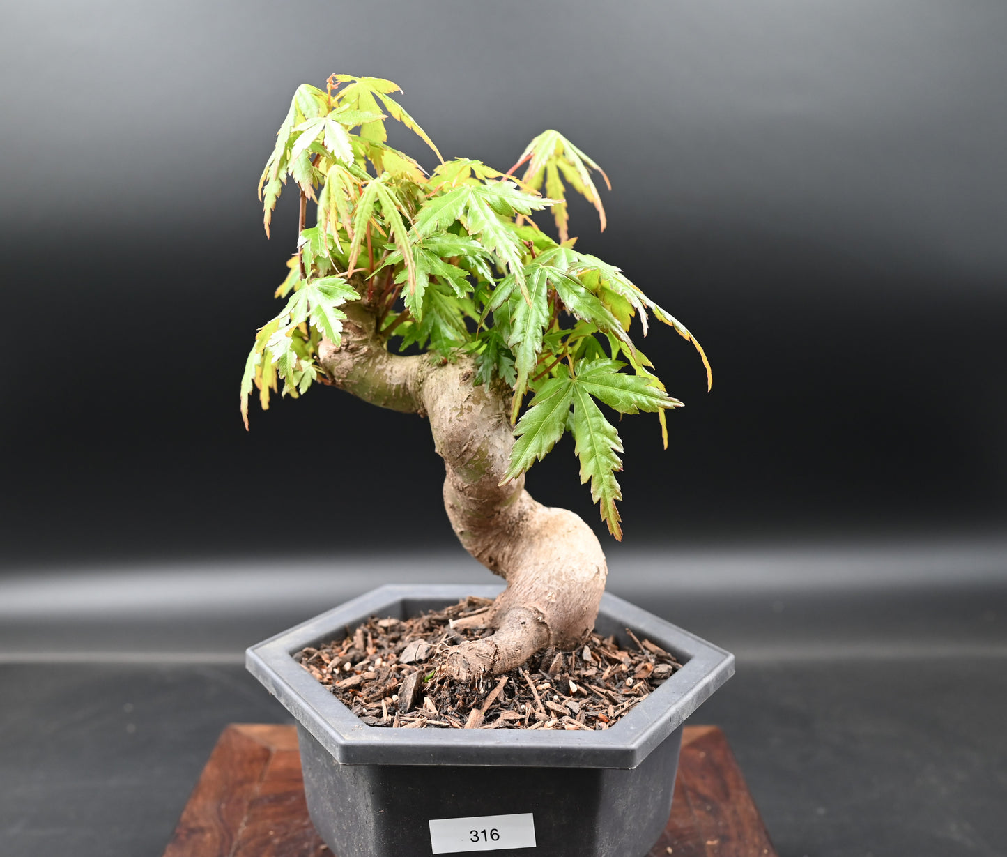 Live Acer Palmatum Outdoor Bonsai Tree; with Decorative Container same as picture