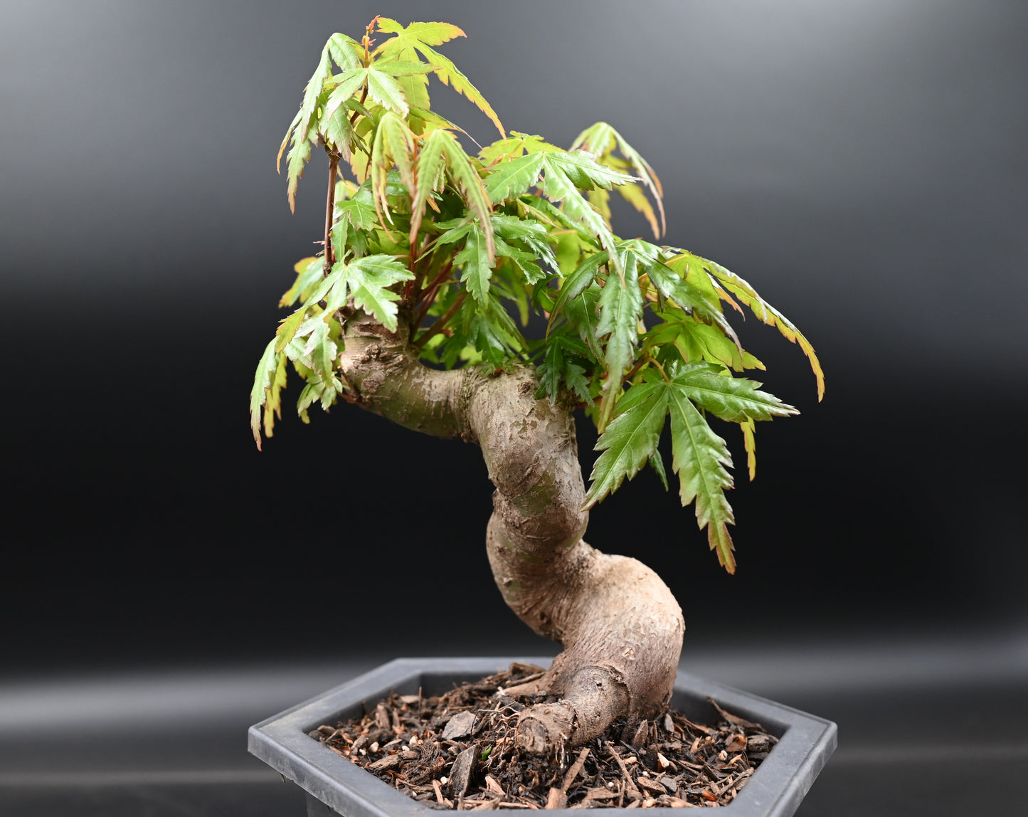 Live Acer Palmatum Outdoor Bonsai Tree; with Decorative Container same as picture