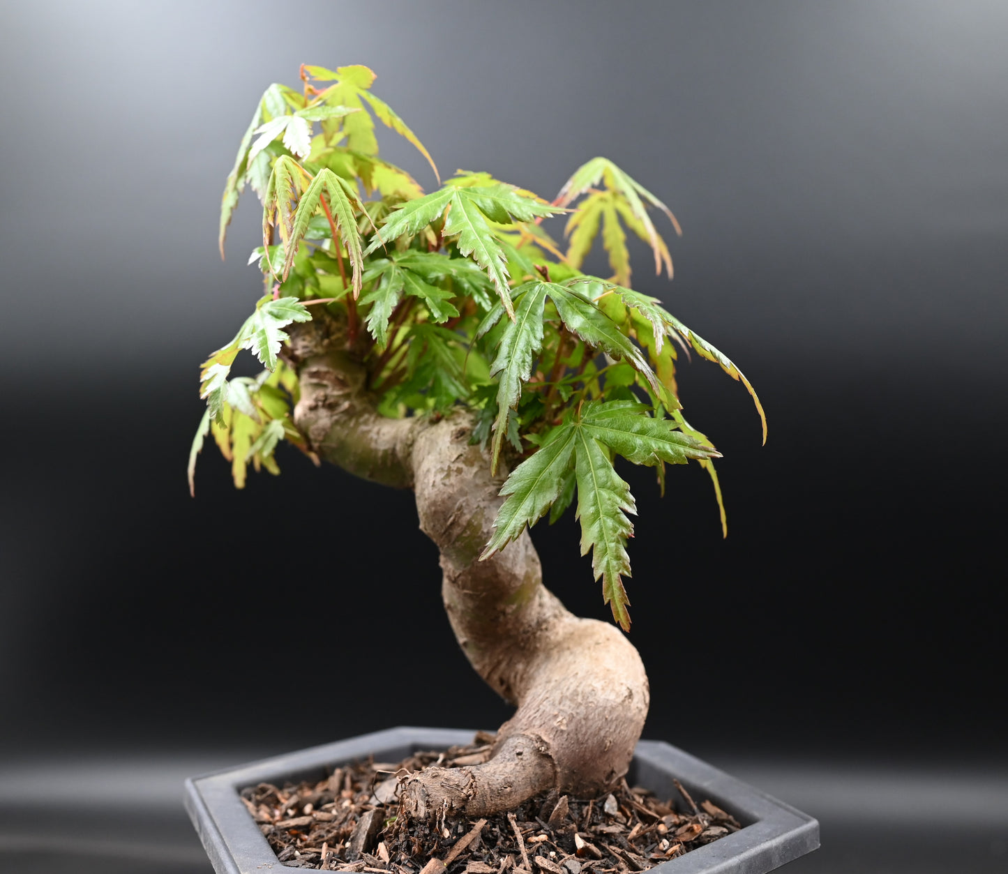 Live Acer Palmatum Outdoor Bonsai Tree; with Decorative Container same as picture