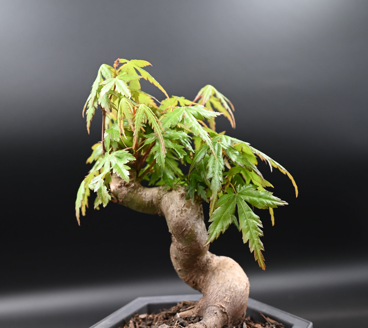 Live Acer Palmatum Outdoor Bonsai Tree; with Decorative Container same as picture