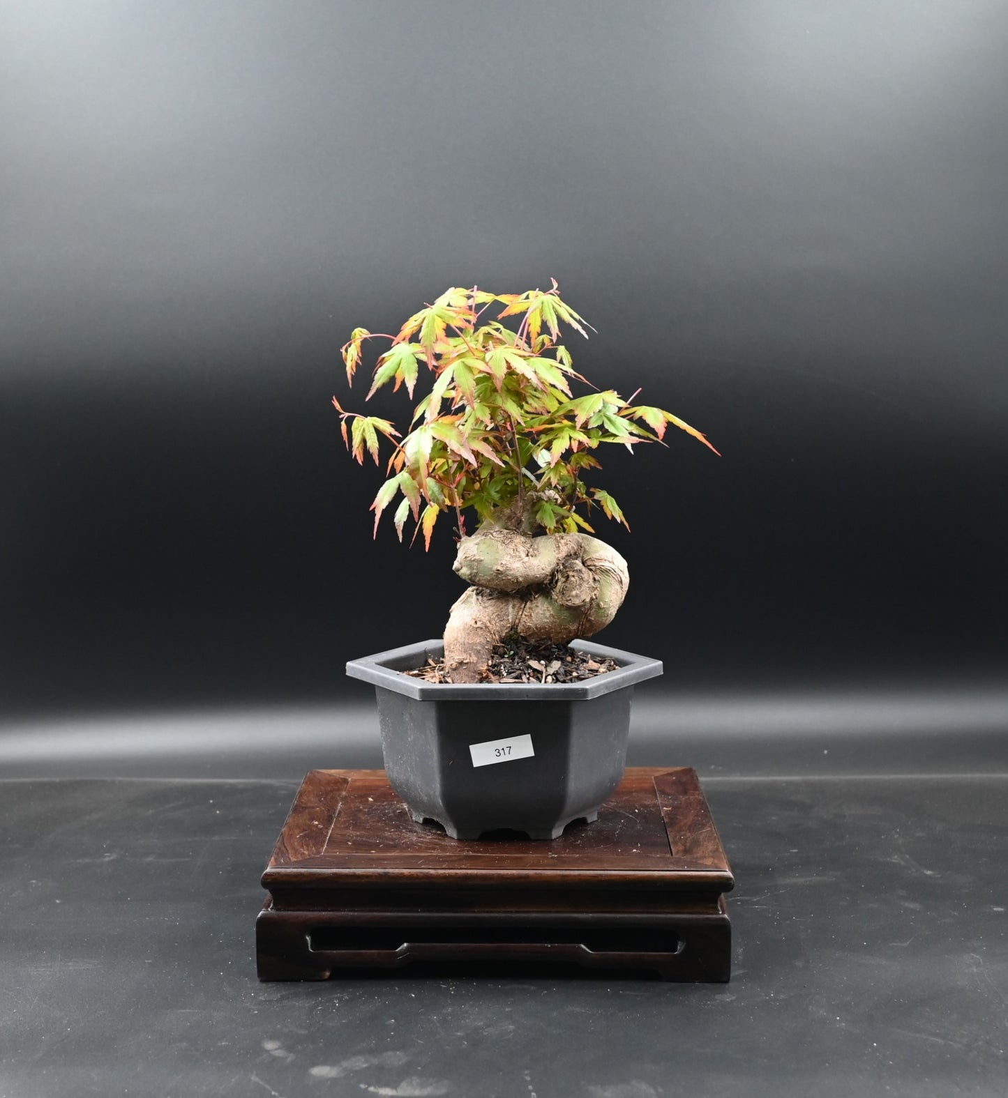 Live Acer Palmatum Outdoor Bonsai Tree; with Decorative Container same as picture