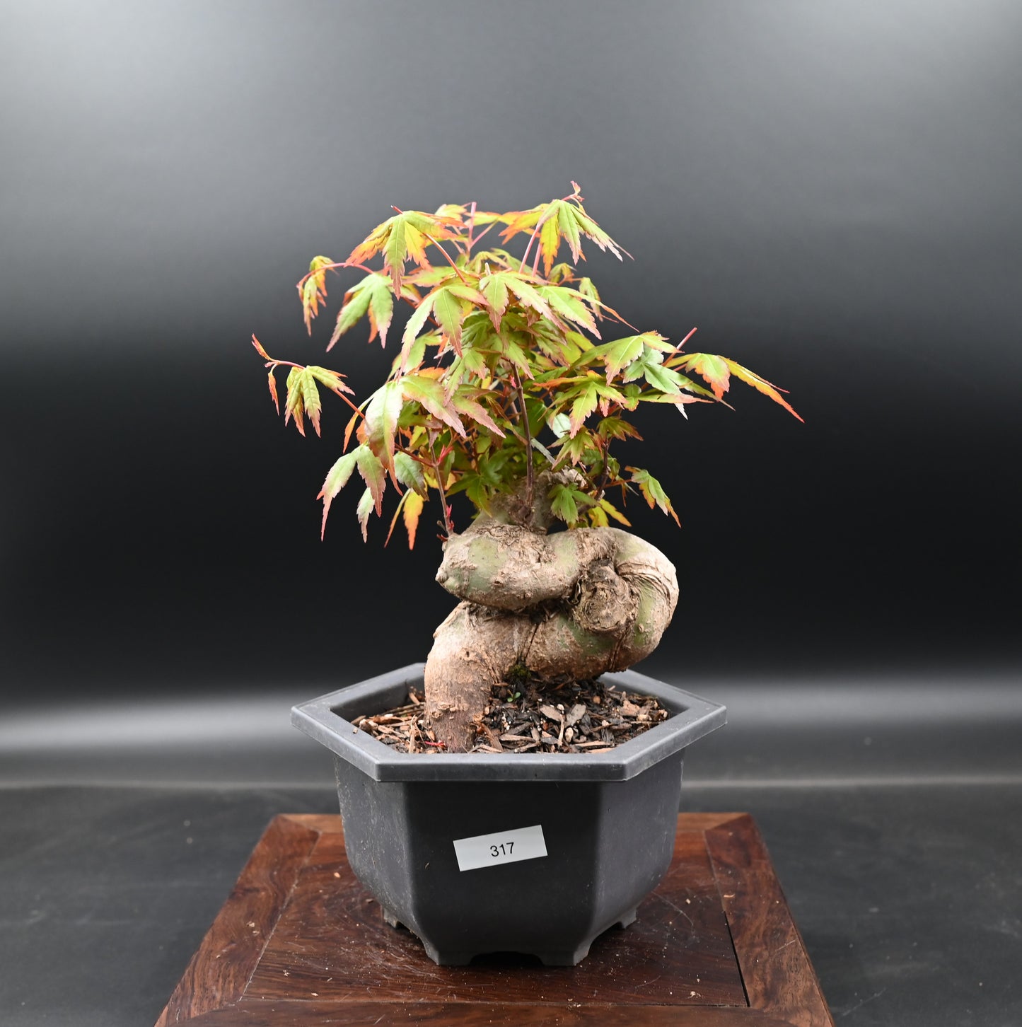 Live Acer Palmatum Outdoor Bonsai Tree; with Decorative Container same as picture