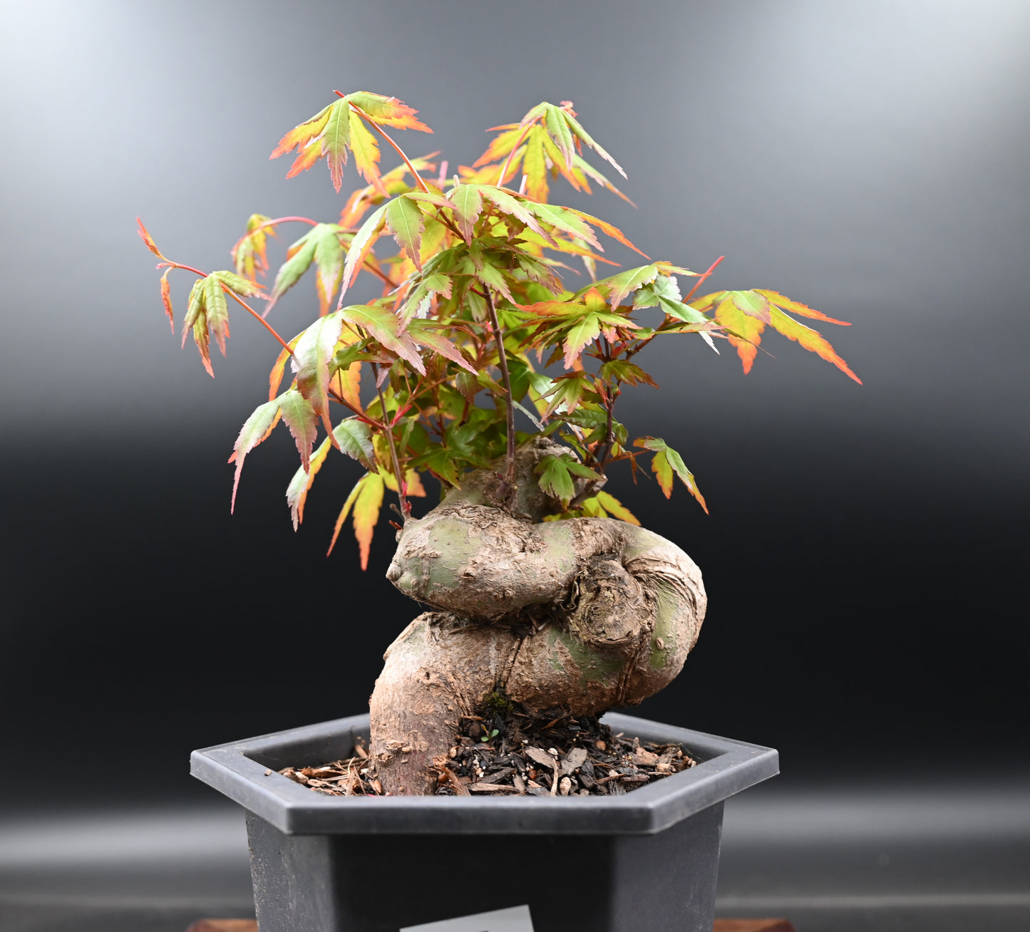 Live Acer Palmatum Outdoor Bonsai Tree; with Decorative Container same as picture