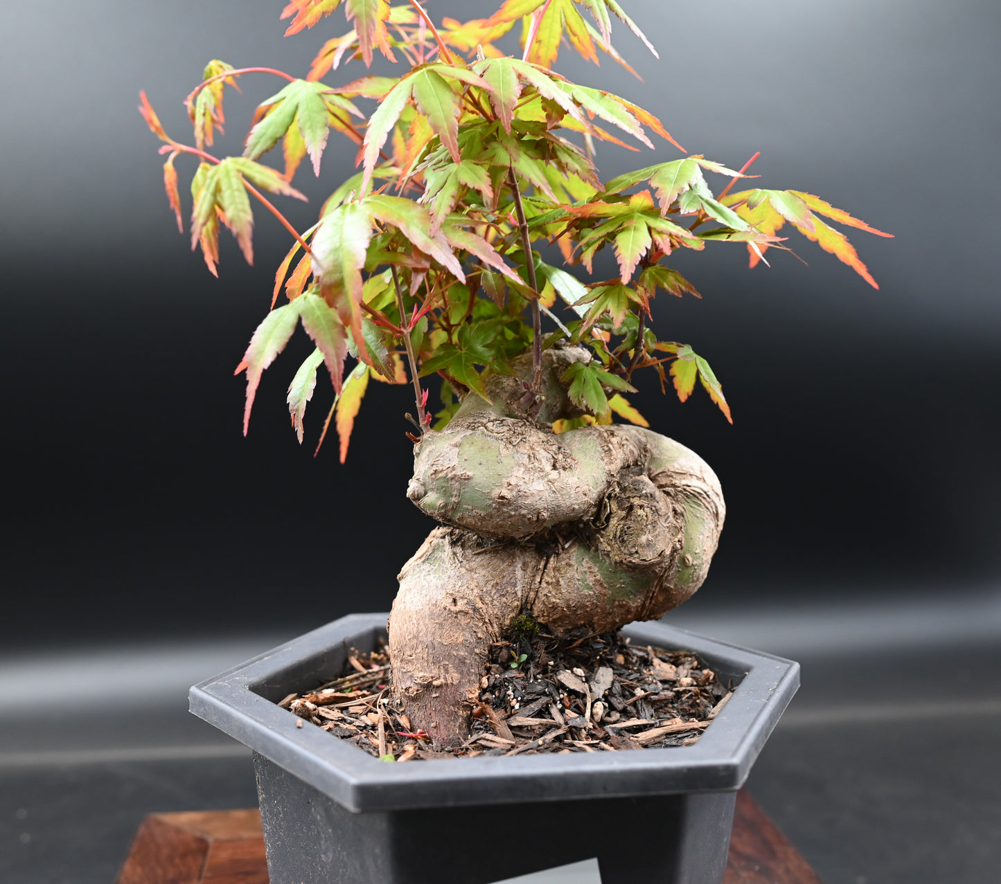 Live Acer Palmatum Outdoor Bonsai Tree; with Decorative Container same as picture