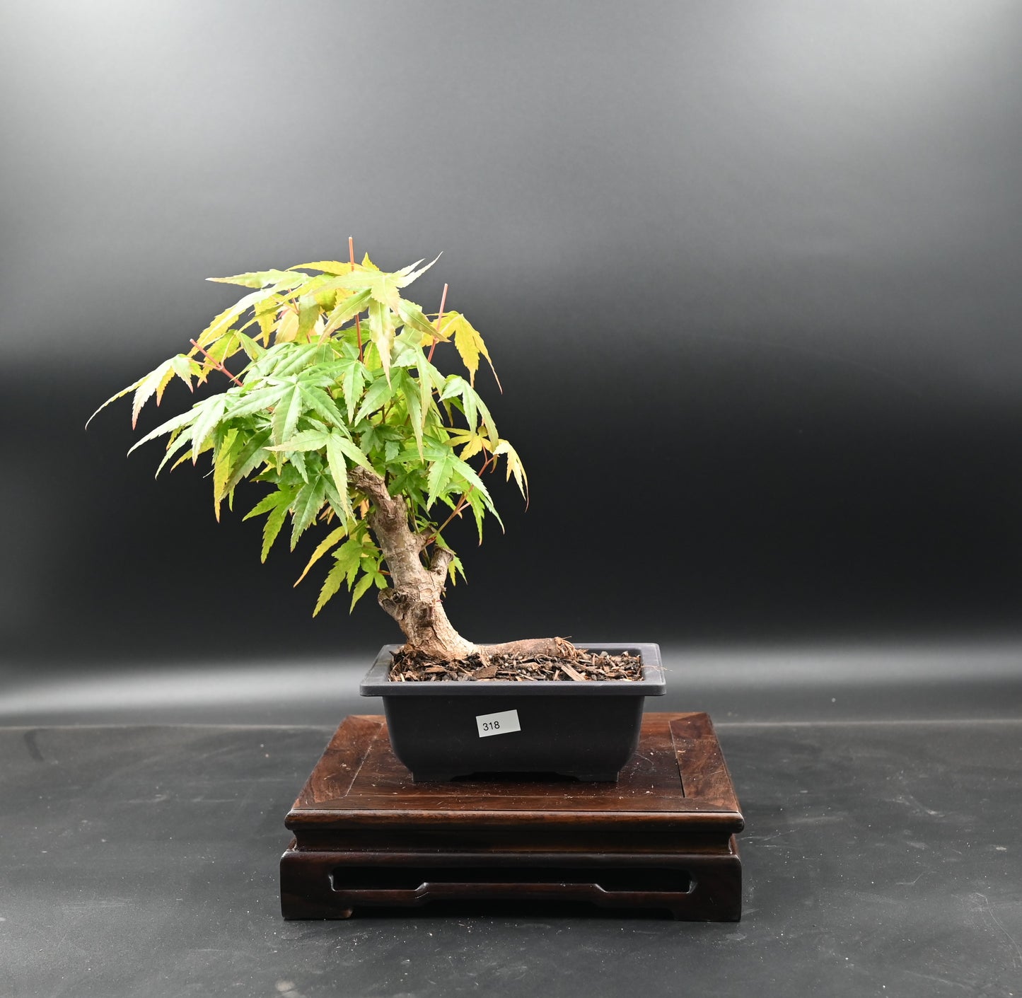 Live Acer Palmatum Outdoor Bonsai Tree; with Decorative Container same as picture