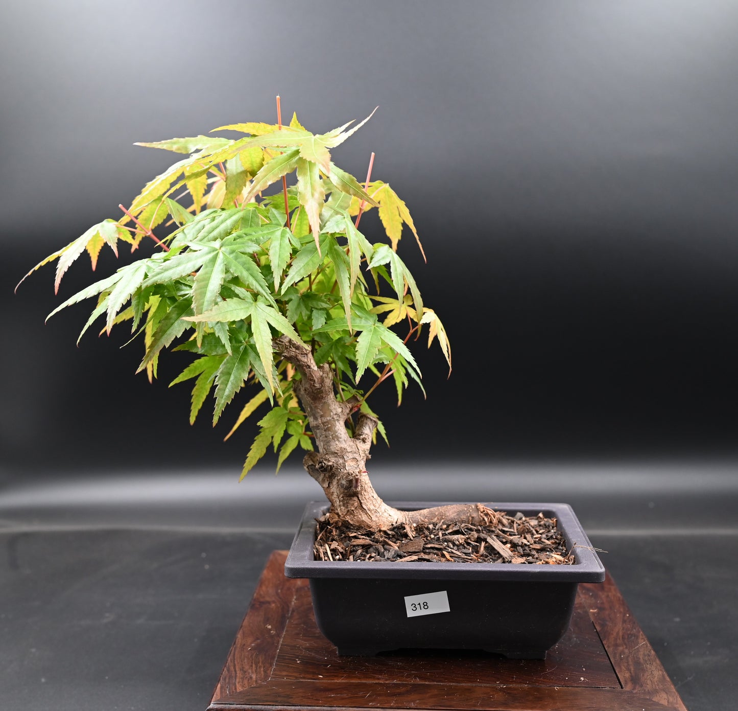 Live Acer Palmatum Outdoor Bonsai Tree; with Decorative Container same as picture