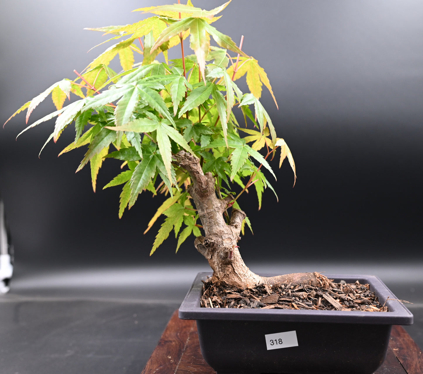 Live Acer Palmatum Outdoor Bonsai Tree; with Decorative Container same as picture