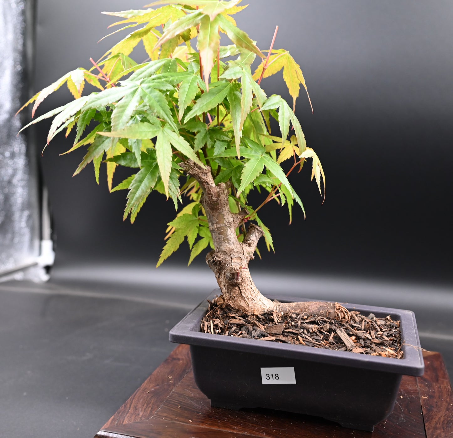 Live Acer Palmatum Outdoor Bonsai Tree; with Decorative Container same as picture