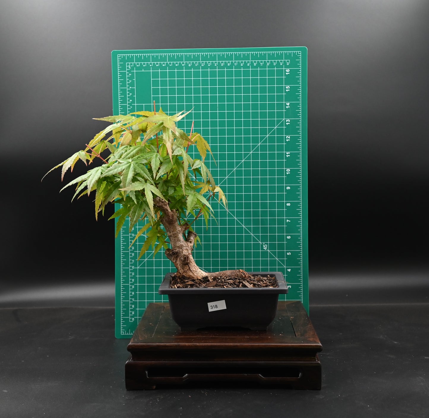 Live Acer Palmatum Outdoor Bonsai Tree; with Decorative Container same as picture