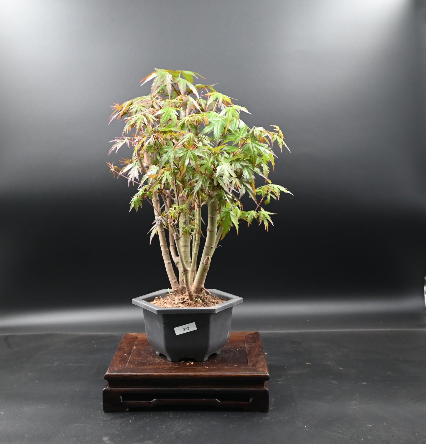 Live Acer Palmatum Outdoor Bonsai Tree; with Decorative Container same as picture