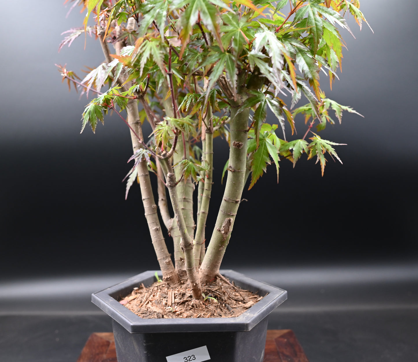 Live Acer Palmatum Outdoor Bonsai Tree; with Decorative Container same as picture