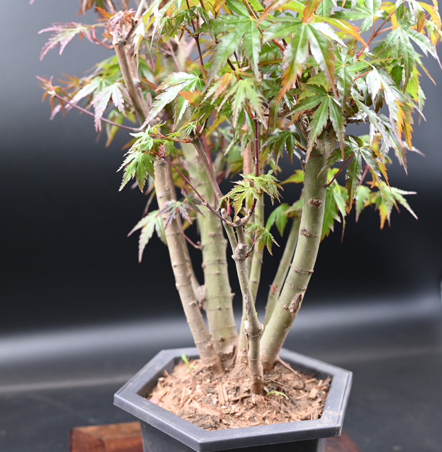 Live Acer Palmatum Outdoor Bonsai Tree; with Decorative Container same as picture