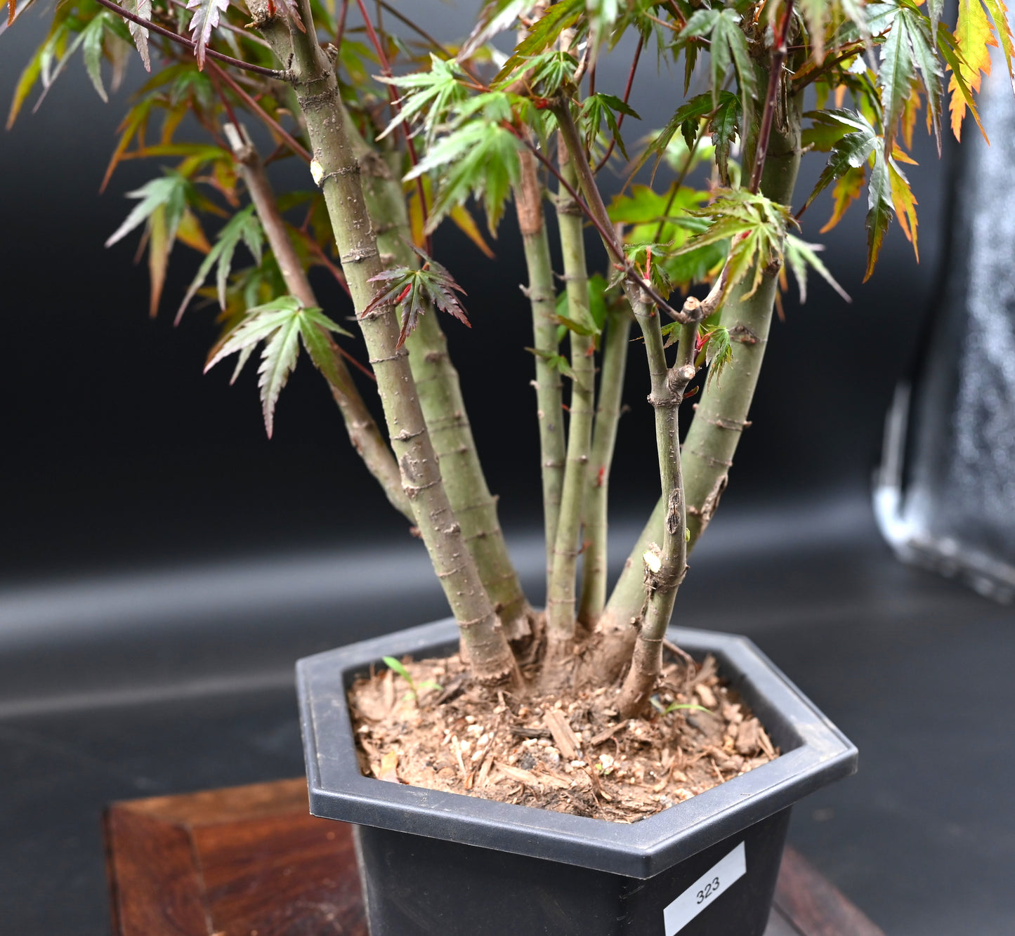 Live Acer Palmatum Outdoor Bonsai Tree; with Decorative Container same as picture