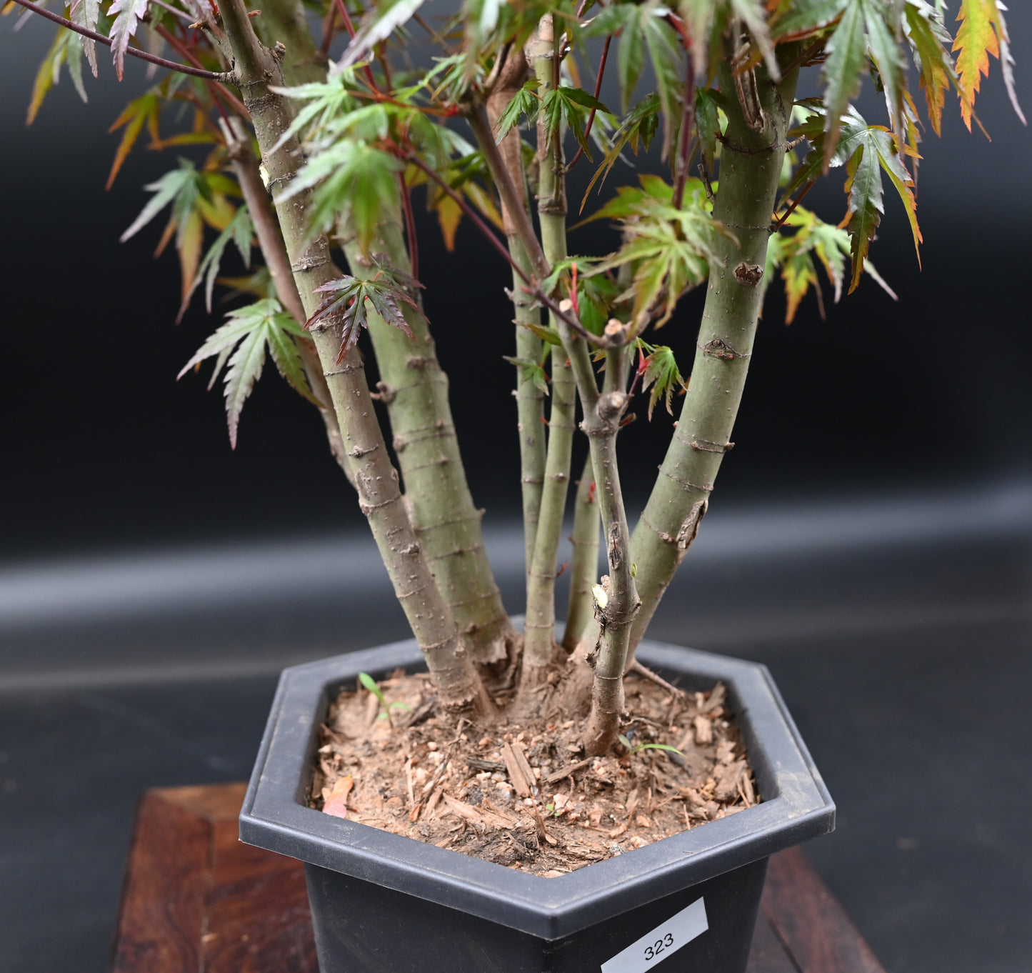 Live Acer Palmatum Outdoor Bonsai Tree; with Decorative Container same as picture