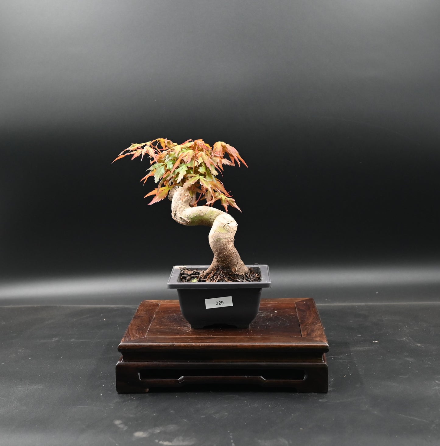 Live Acer Palmatum Outdoor Bonsai Tree; with Decorative Container same as picture