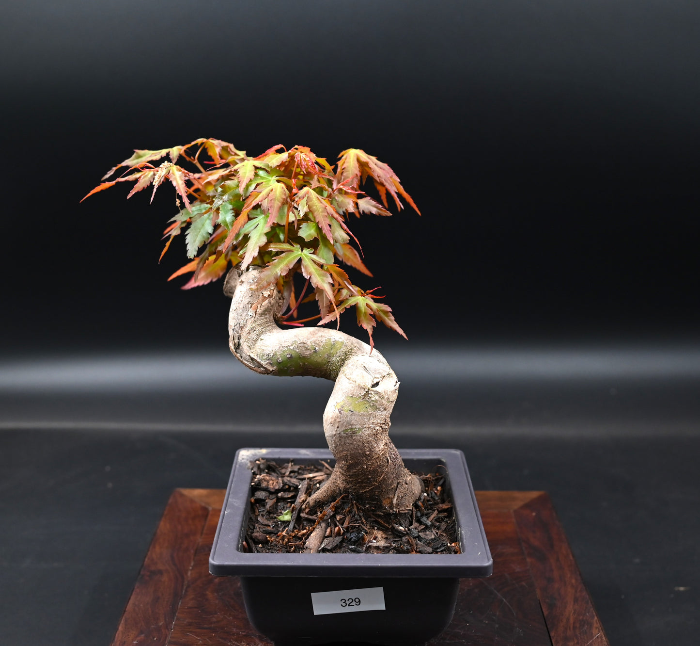 Live Acer Palmatum Outdoor Bonsai Tree; with Decorative Container same as picture