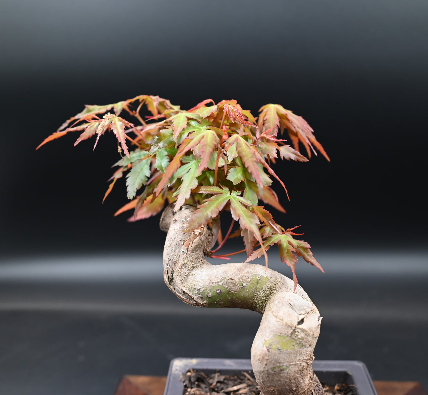 Live Acer Palmatum Outdoor Bonsai Tree; with Decorative Container same as picture