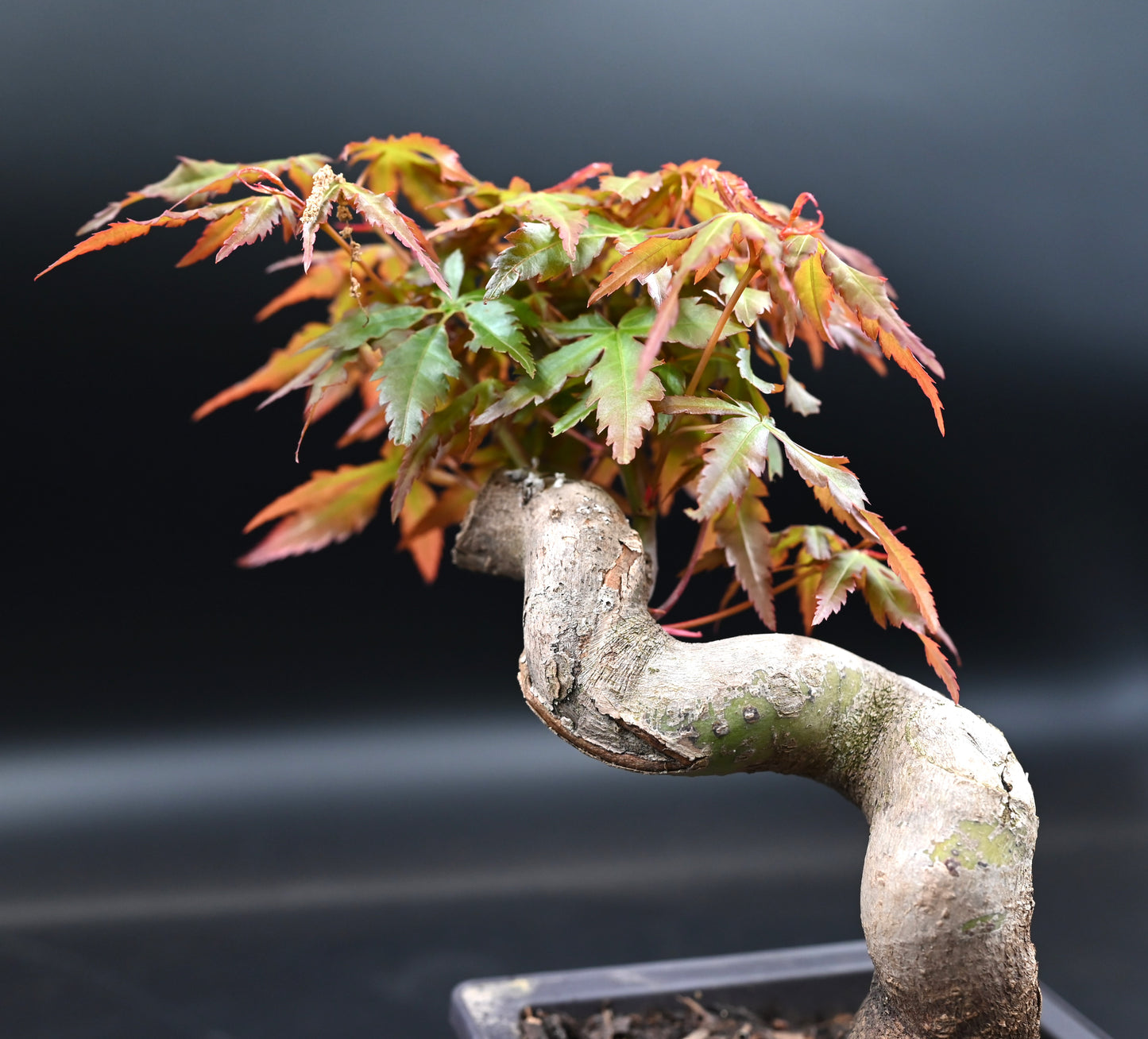 Live Acer Palmatum Outdoor Bonsai Tree; with Decorative Container same as picture