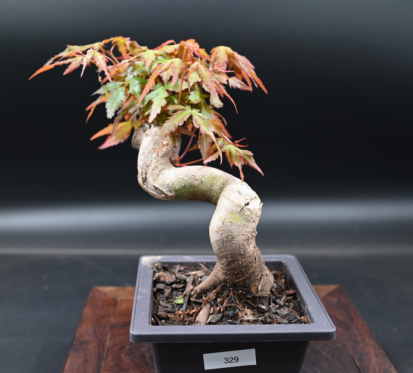 Live Acer Palmatum Outdoor Bonsai Tree; with Decorative Container same as picture