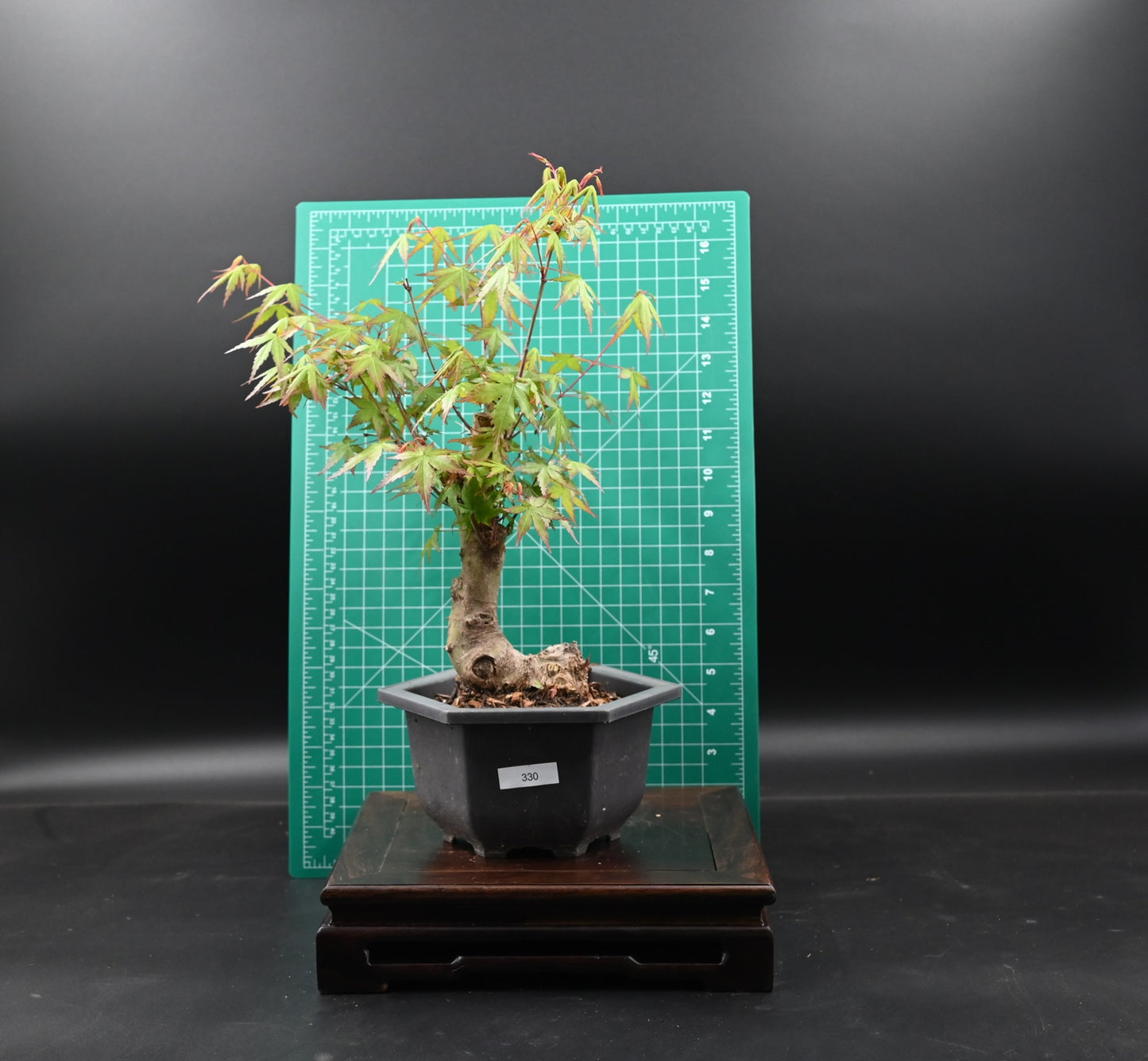 Live Acer Palmatum Outdoor Bonsai Tree; with Decorative Container same as picture