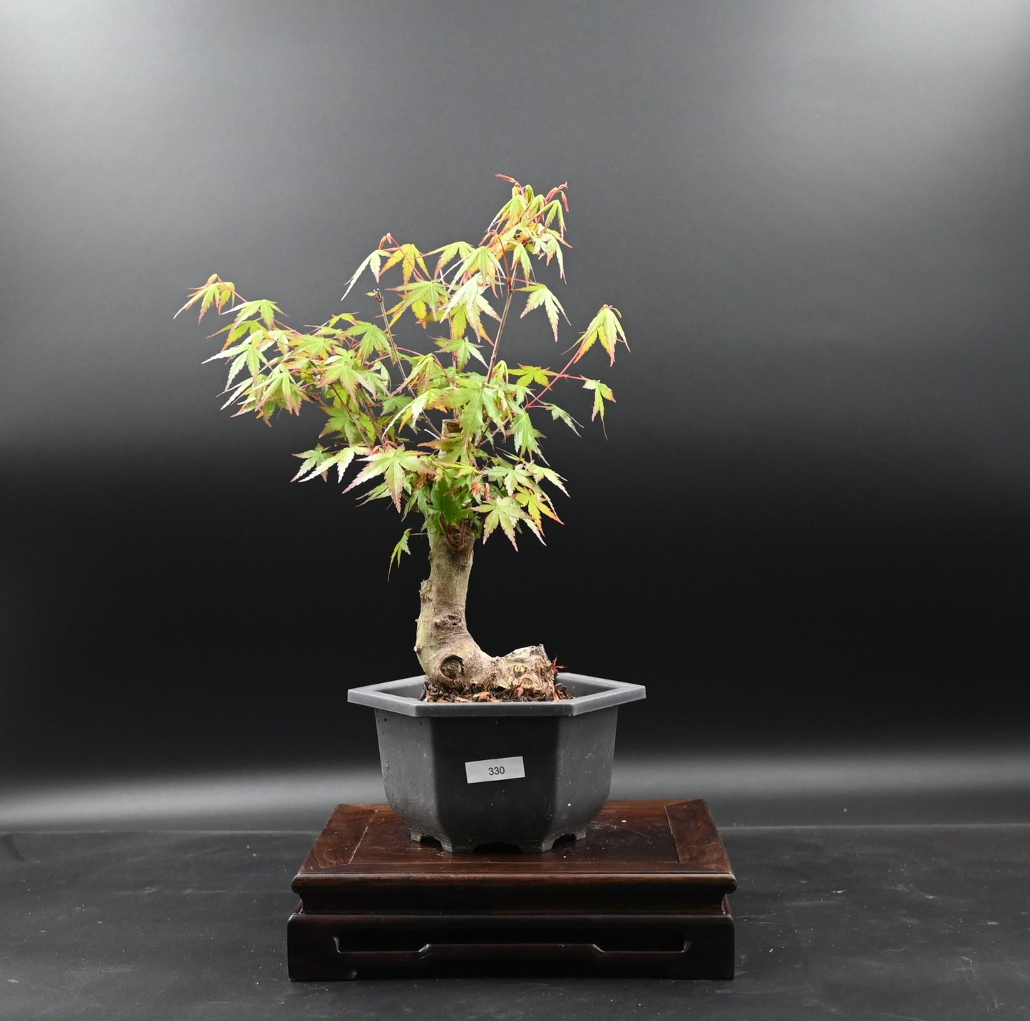 Live Acer Palmatum Outdoor Bonsai Tree; with Decorative Container same as picture